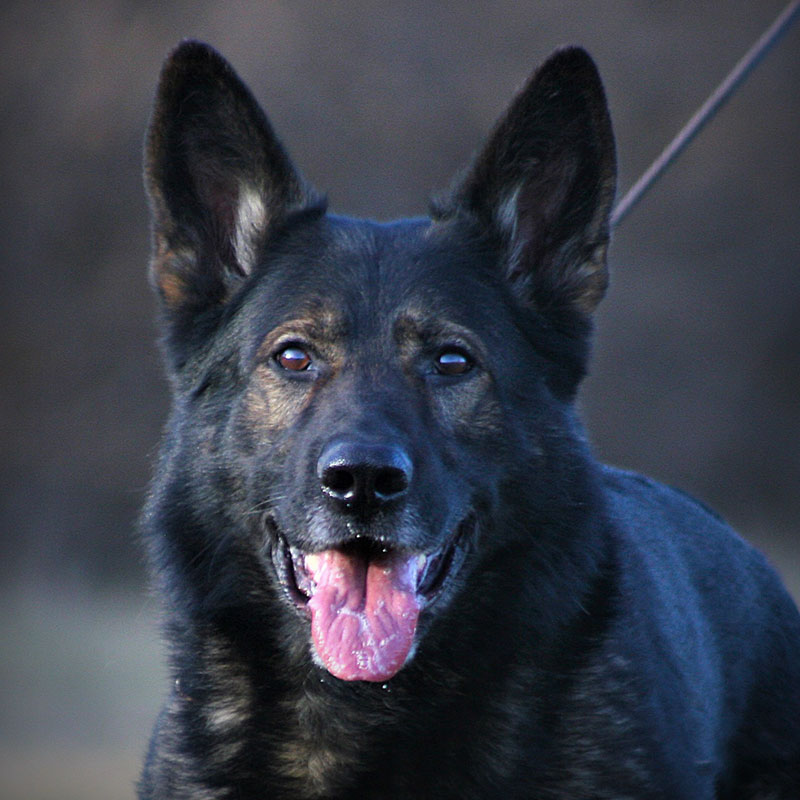 Krueger haus German Shepard Breeder Trainer Wahoo Nebraska