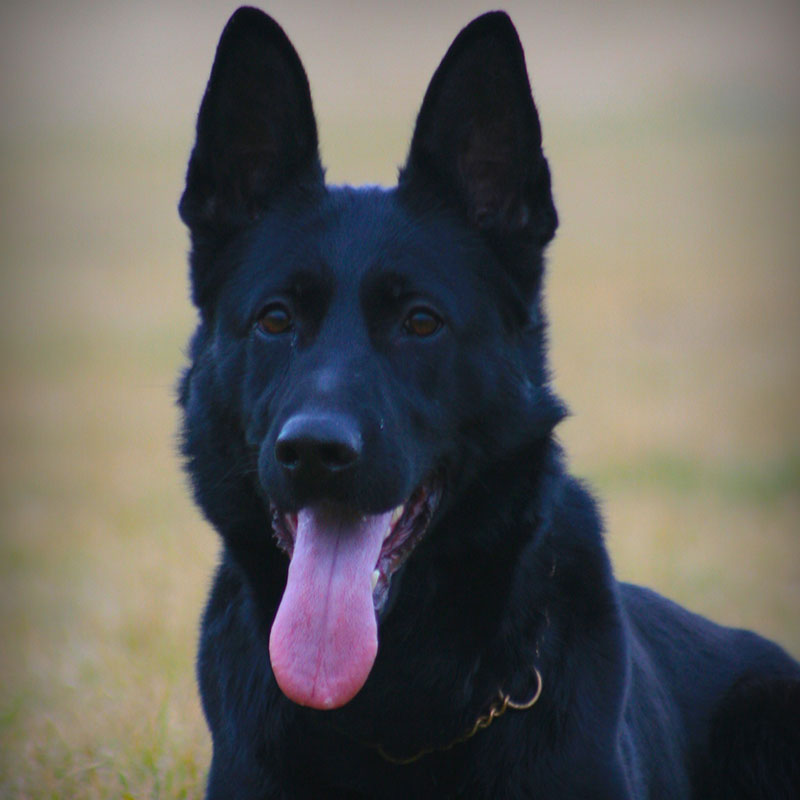 Krueger haus German Shepard Breeder Trainer Wahoo Nebraska
